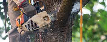 Best Pest Control for Lawns  in Twin Lakes, NM