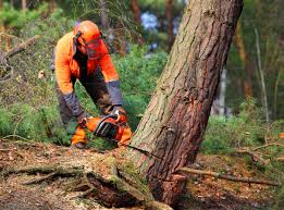 Best Tree Cabling and Bracing  in Twin Lakes, NM