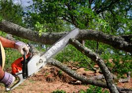 Best Tree Health Inspection  in Twin Lakes, NM