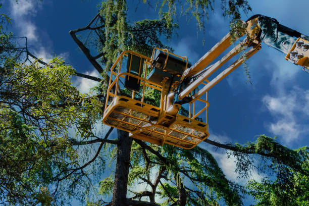 Best Arborist Consultation Services  in Twin Lakes, NM