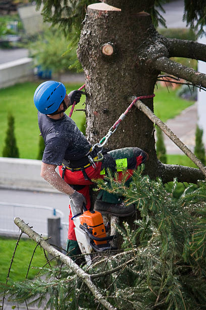 Best Tree Maintenance Programs  in Twin Lakes, NM