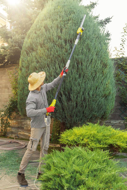 Best Commercial Tree Services  in Twin Lakes, NM