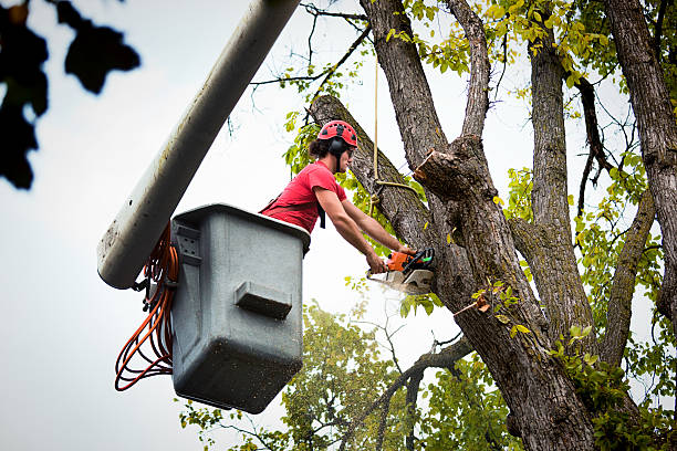 Best Tree Risk Assessment  in Twin Lakes, NM