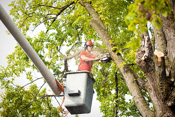 Best Storm Damage Tree Cleanup  in Twin Lakes, NM