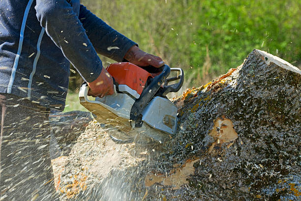 Best Fruit Tree Pruning  in Twin Lakes, NM